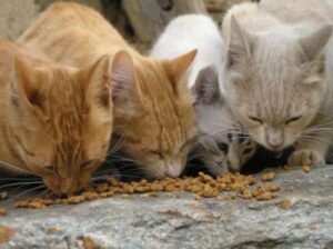 Colonie feline, il comune cerca fondi per gestione e sterilizzazione