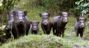 Peste suina: primo caso a Casale Monferrato