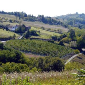 Cai: un concorso fotografico celebra l’Anno del Dolcetto