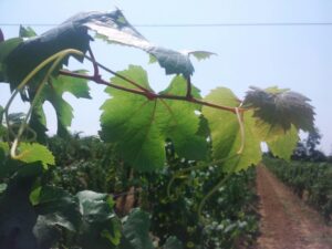 Musiche per il risveglio del Dolcetto