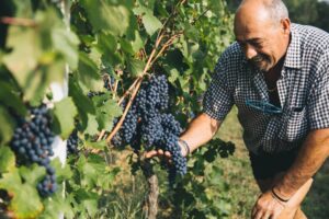 Ovada Docg: ottimismo per l’inizio della vendemmia