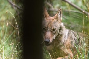 Life WolfAlps, il progetto su allevamenti e lupo arriva anche qui