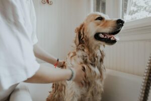 Giornata dei cani in ufficio: oggi li avete portati con voi?