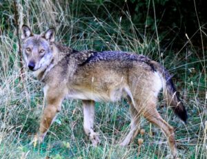 Rebba: capriolo sbranato, il DNA dirà se è stato un lupo