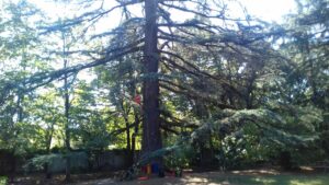 Dodici “tree climbers” al capezzale di Villa Gabrieli