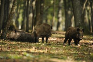 Cinghiali, abbattimento al via: si potrà sparare anche di notte