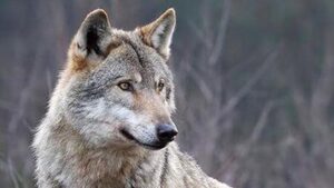 Lupi: “Numeri fuori controllo, rischio per sicurezza ed equilibrio ecologico”