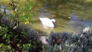 Villa Gabrieli, è morto il cigno nel laghetto