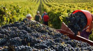 Vendemmia e prospettive: i produttori di Ovada si confrontano