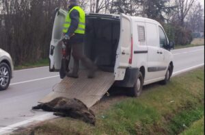 Peste suina: recuperati tre cinghiali morti, uno ad Astuti