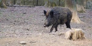 La peste suina arriva a Roma. Gli agricoltori: «Ora misure più incisive»