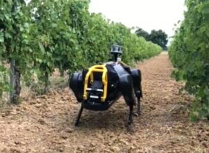 Un robot in vigna: il prototipo HyQ Real è già realtà