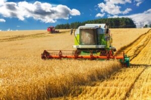 Frumento, come sta andando l’annata