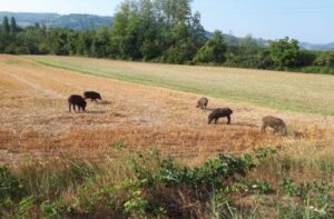 Peste suina, nuovo caso nell’Alessandrino. E tre in Liguria