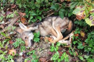 Ritrovato un lupo morto a Castelletto: è il terzo caso in una settimana