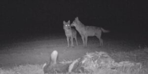 Coppia di lupi filmati a Predosa dopo l’attacco al vitello