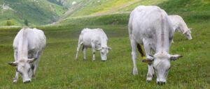“Razza Piemontese a rischio. Ormai si lavora in perdita”
