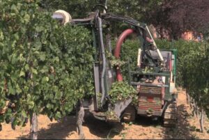 La raccolta dell’uva a rischio per mancanza di personale