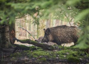 Peste suina: nuovo caso a Rocca Grimalda