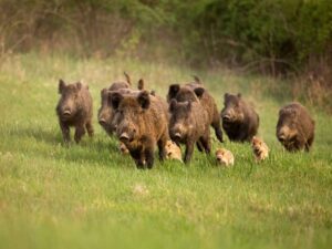 Peste suina, l’area infetta si estende alla val Borbera
