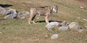 Lupo, in provincia sono 14 i branchi: l’Appennino è “saturo”