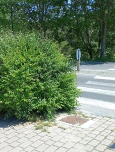 Verde, le siepi non tagliate pericolo per la auto