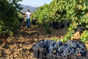 Vendemmia, i produttori vedono il bicchiere mezzo pieno