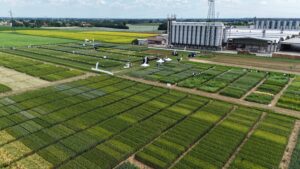 Coldiretti: “La produzione di grano duro rischia di essere la peggiore degli ultimi 10 anni”
