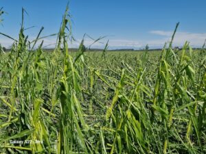 Nel Casalese dopo il maltempo molti agricoltori senza raccolto