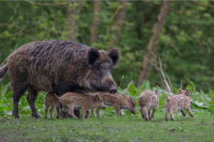 Peste suina africana: altri quattro casi a Ovada