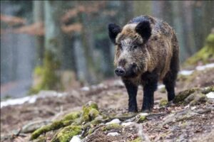 Peste suina: nuovo focolaio suinicolo in Piemonte