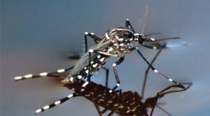 Prevenzione West Nile Virus: consigli utili dalla Regione Piemonte