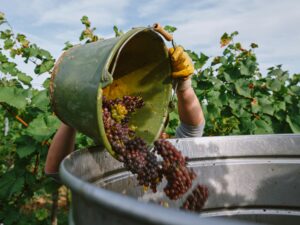Vendemmia: qualità promettente nonostante le sfide climatiche