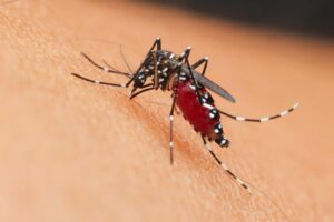 Come difendersi dalle zanzare e prevenire le malattie trasmesse