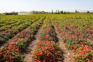 Pomodoro da industria: Alessandria al centro del confronto sul Nord Italia