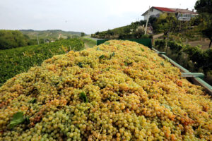 “Il futuro del vino piemontese”, martedì l’evento di Corriere e Piccolo