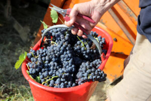 Dazi Ue-Usa, accordo al 15% ma il vino alessandrino chiede di più