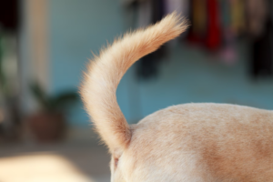 È la coda che fa scodinzolare il cane