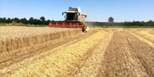 Grano duro 2026, raccolto in calo ma sopra i 4 milioni di tonnellate